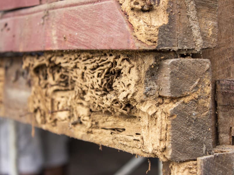 Extensive Termite Damage